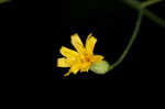 Allegheny hawkweed